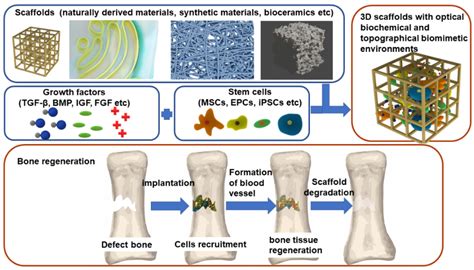 Fibrin: Biyouyumlu Bir Malzeme Olarak Kemik Rejenerasyonu ve Dokuyu Tamir Etmek İçin Kullanımı!