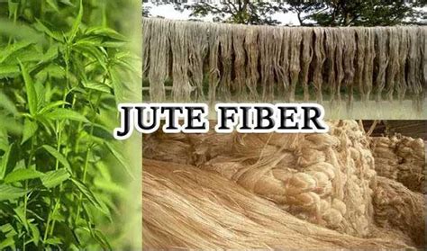  Jute Elyafı: Güçlü ve Sürdürülebilir Bir Alternatif!